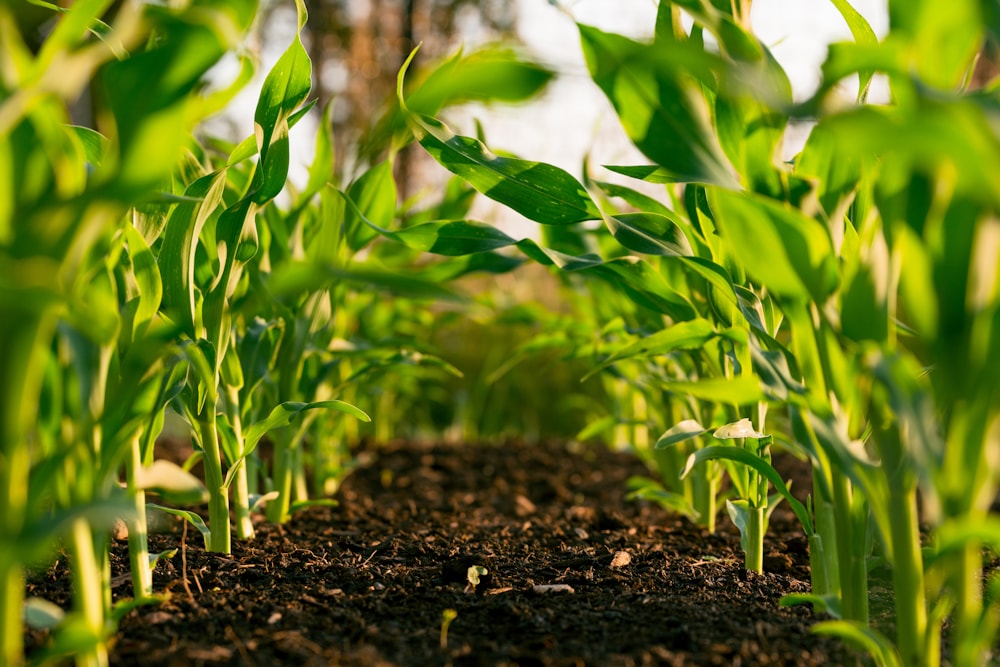 Agricultural field representing fertilizer applications