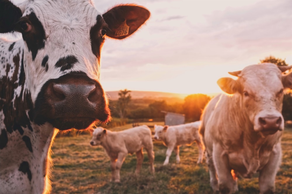Livestock representing animal feed manufacturing